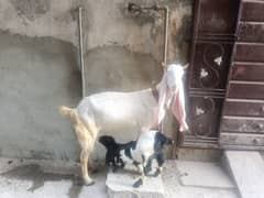 gulabi bakri with female kids