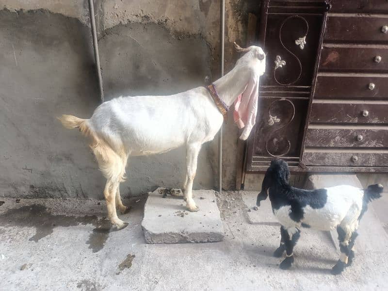 gulabi bakri with female kids 1