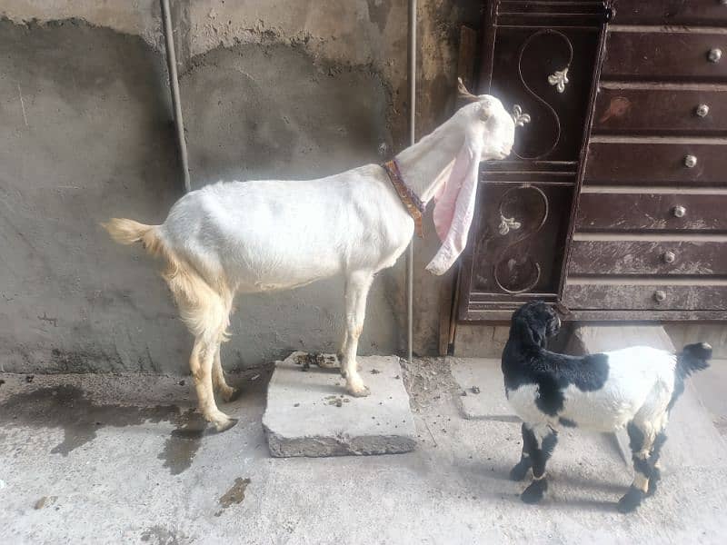 gulabi bakri with female kids 2