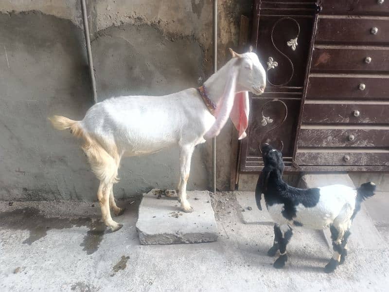 gulabi bakri with female kids 3