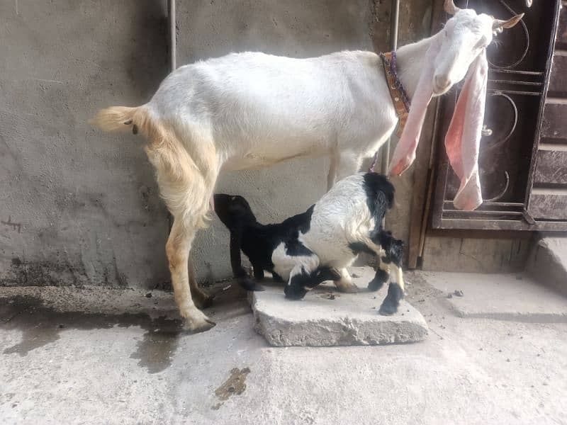 gulabi bakri with female kids 4