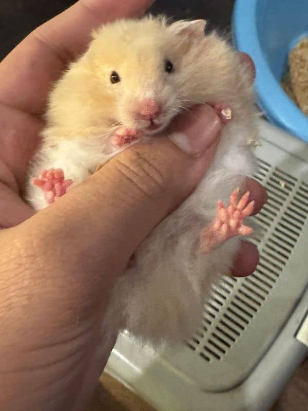 hamster babies and adults 5