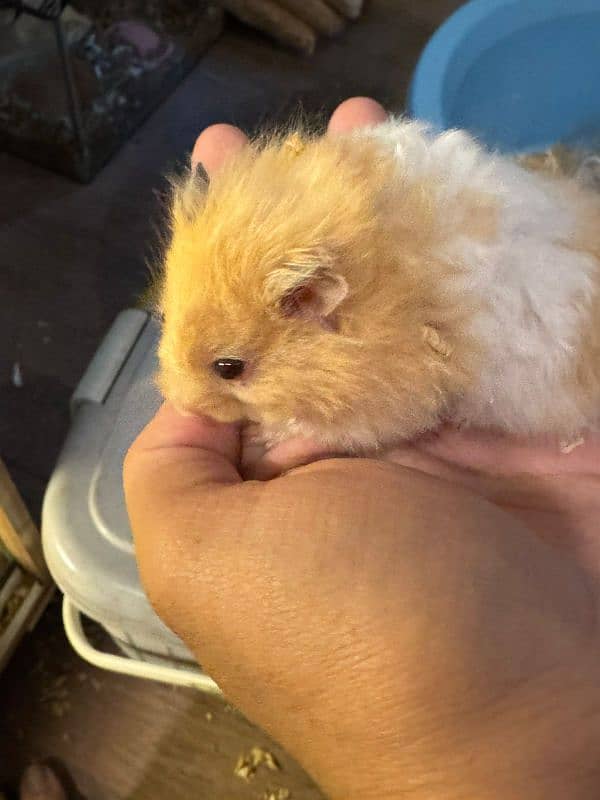 hamster babies and adults 7