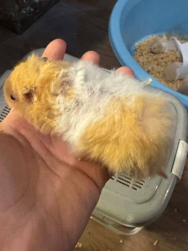 hamster babies and adults 11