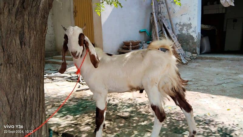 bakra 0