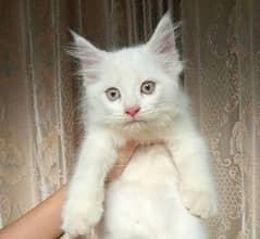 Full White Persian Kittens 03022693903