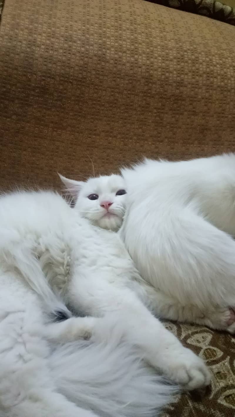 Full White Persian Kittens 03022693903 1