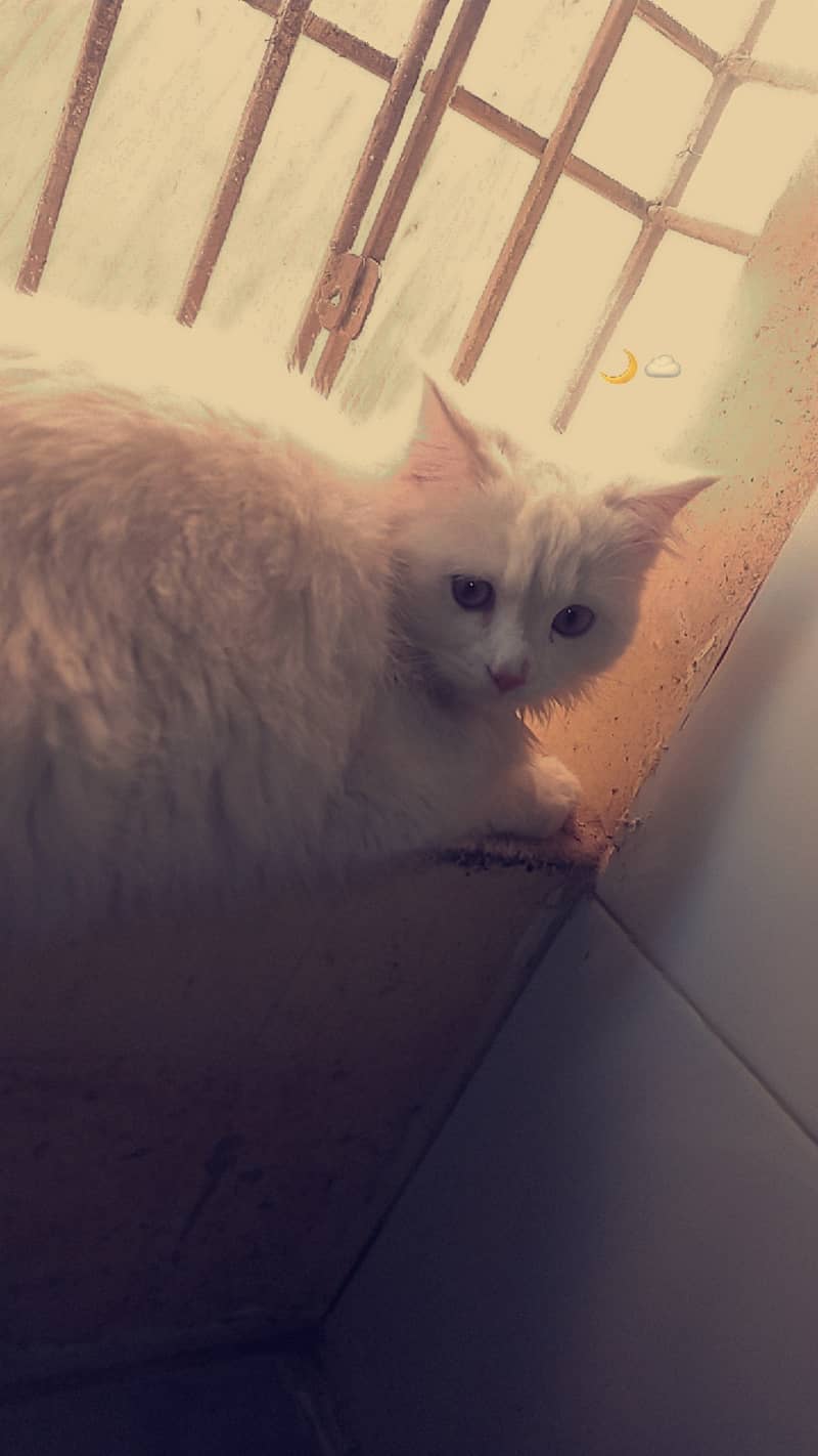 Full White Persian Kittens 03022693903 2