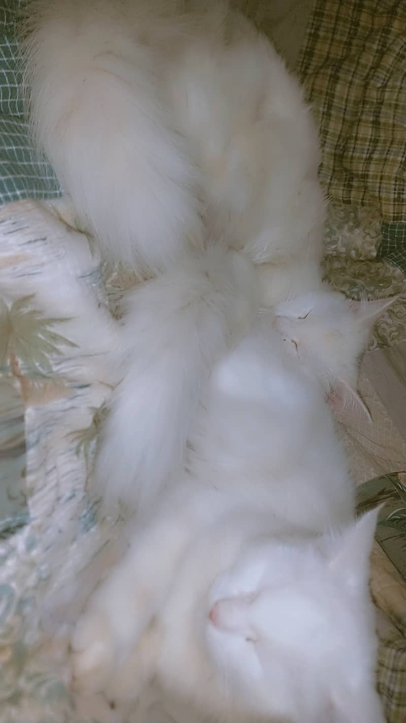 Full White Persian Kittens 03022693903 3