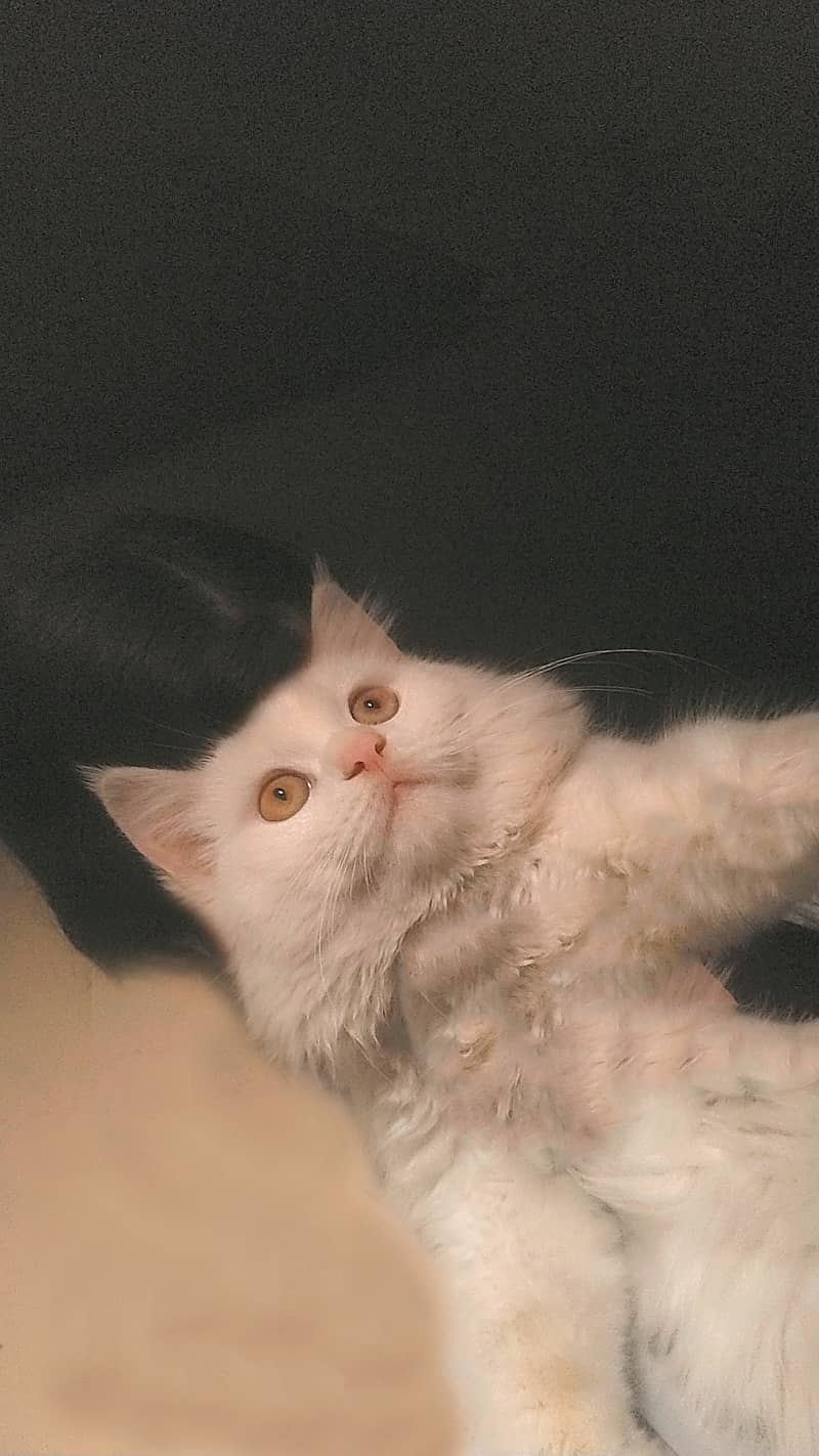 Full White Persian Kittens 03022693903 4