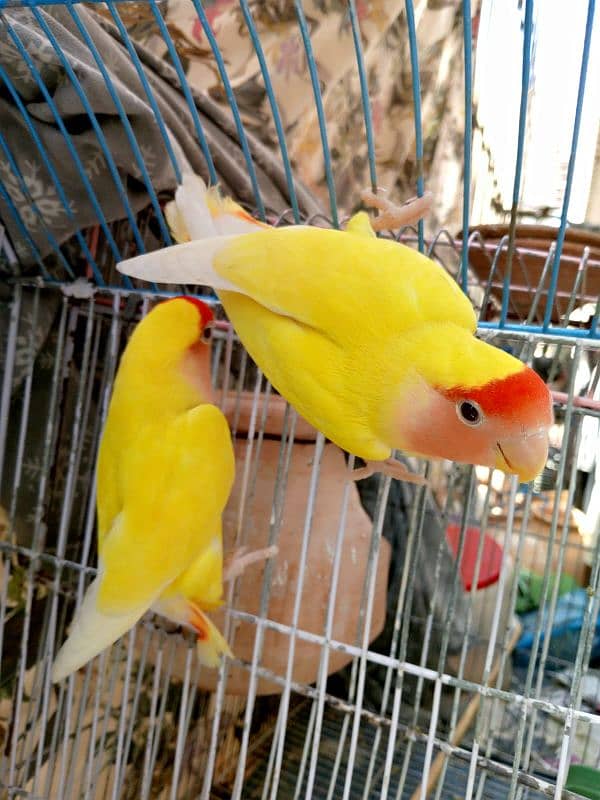 BEAUTIFUL LOTINO RED EYE BREEDER PAIR 0