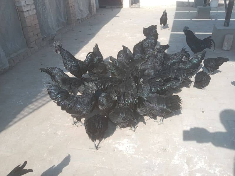 Ayam Cemani breeders 6