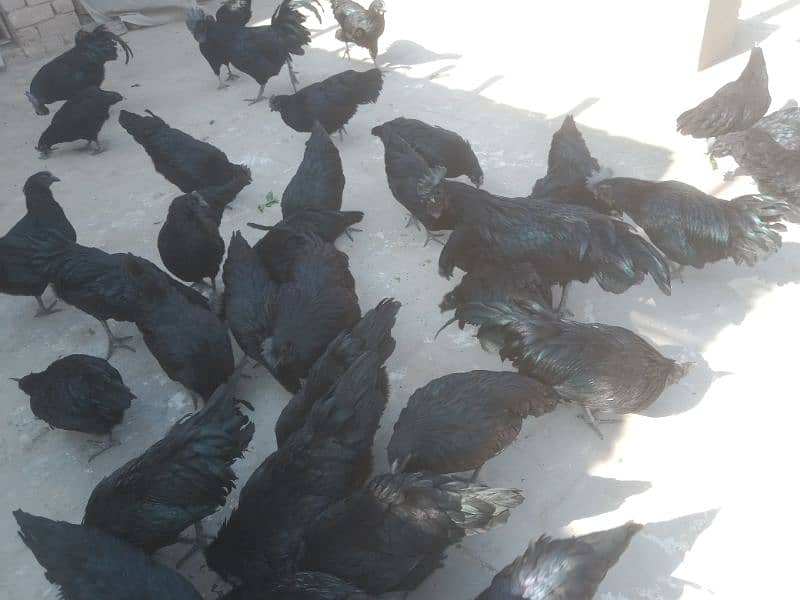 Ayam Cemani breeders 7