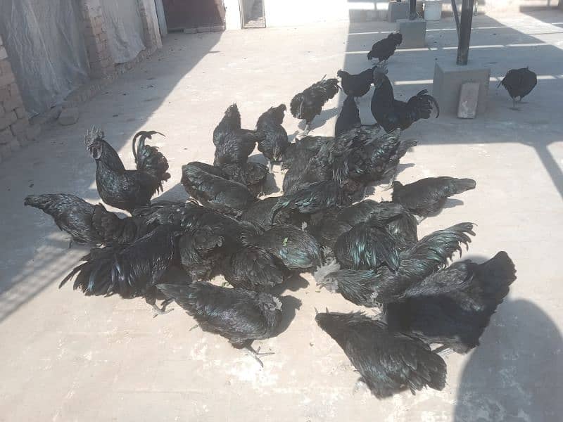 Ayam Cemani breeders 8