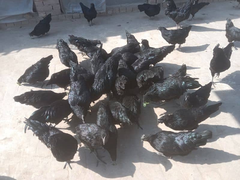 Ayam Cemani breeders 9