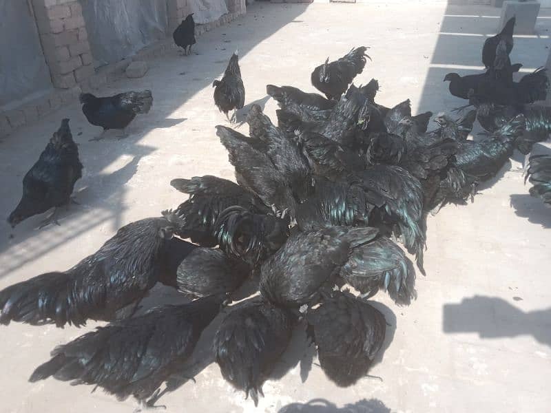 Ayam Cemani breeders 10