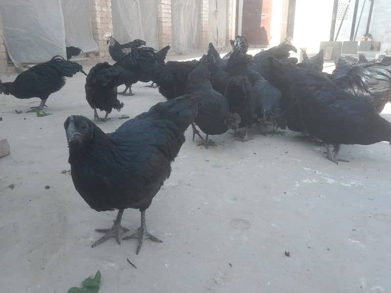 Ayam Cemani breeders 12