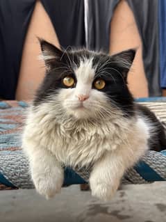 Persian triple coat male for sale