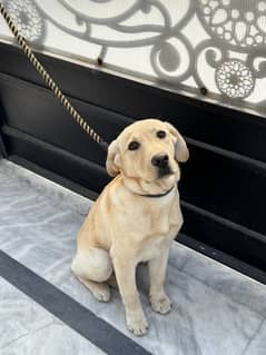 Labrador (Fully Vaccinated)