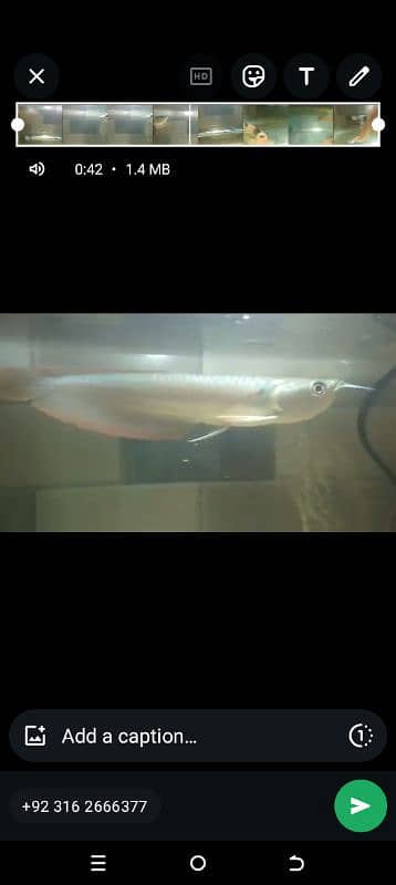 silver arowana 0