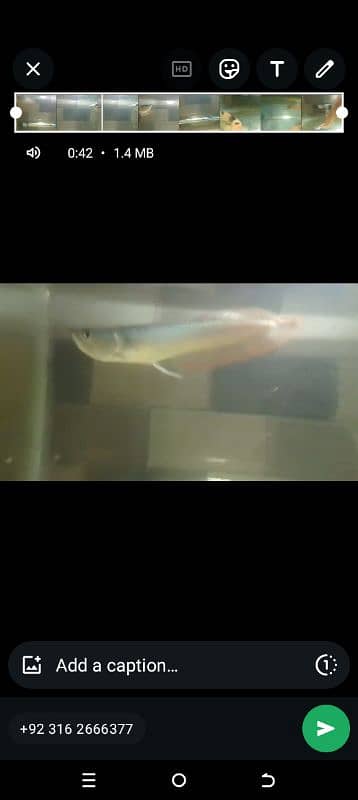 silver arowana 1