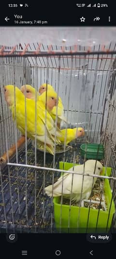 love bird's home breed