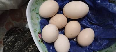 thai aseel eggs