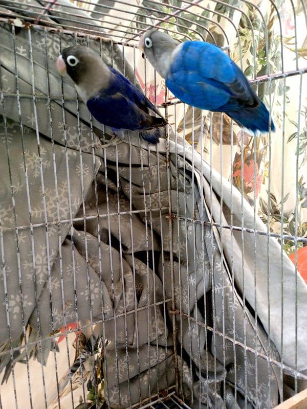 BEAUTIFUL BLUE PASNATA BREEDER PAIR 4