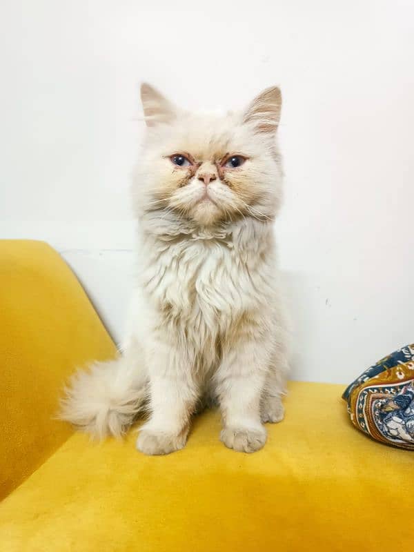 Punch faced Persian cat 1