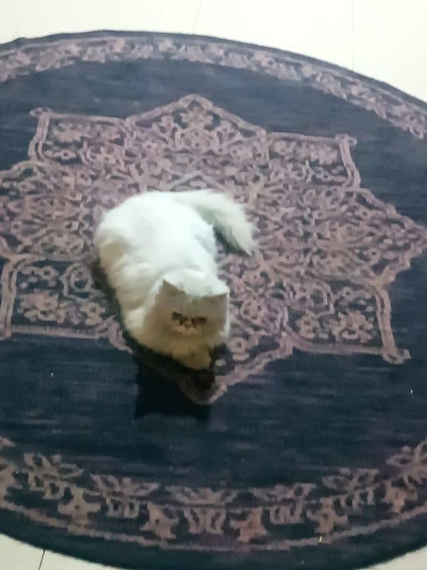 Punch faced Persian cat 2