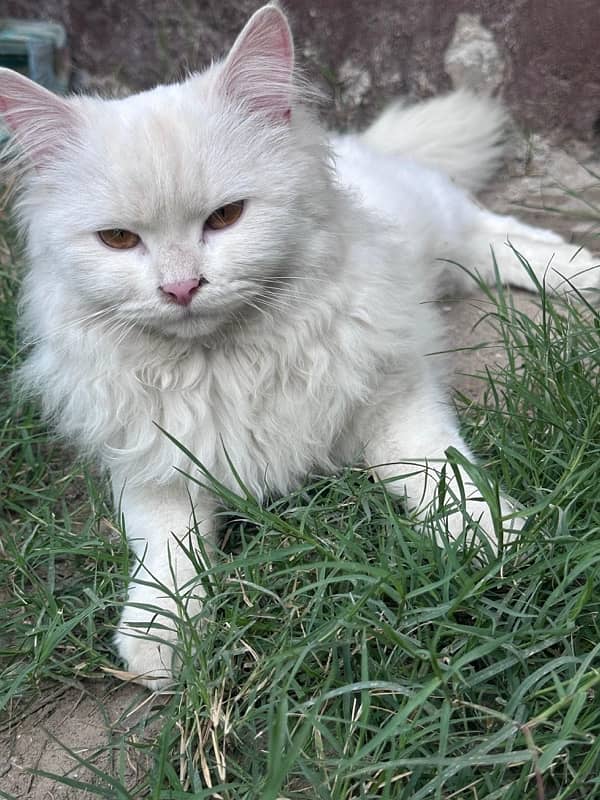 full white persian cat : Name / bishoooo 0