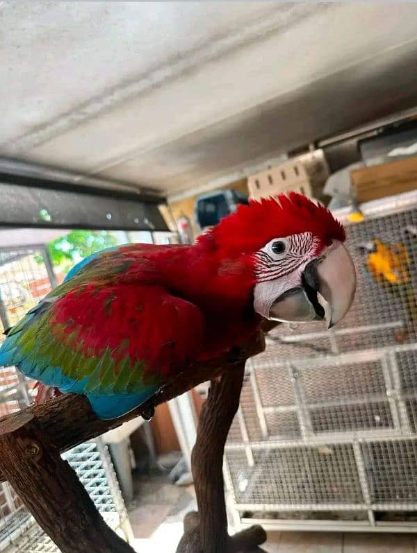 rad macaw parrot chips 03274229165 1