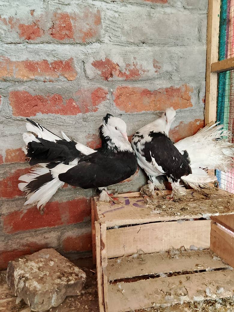 laky pigeons for sale 0