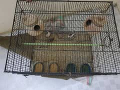 2 pair and 1 finch with cage