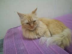 triple coated persian female