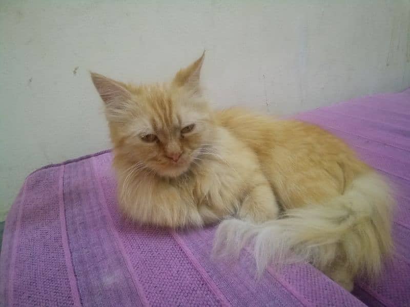 triple coated persian female 1