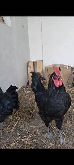 Australorp male Rir eggs