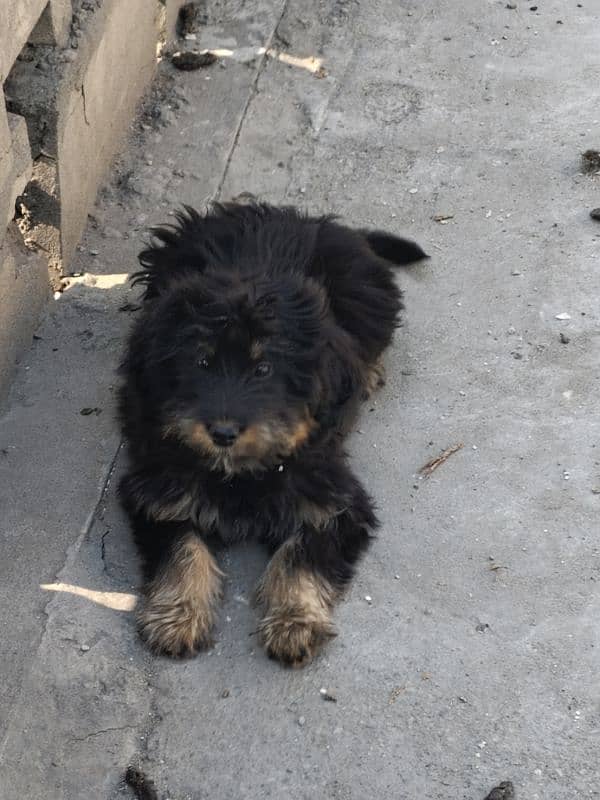 rottweiler+puddle 3