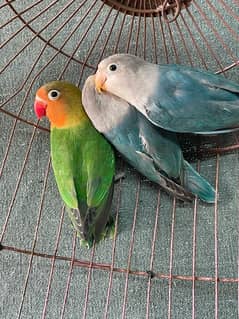 lovebird breeder pair/lovebird pathay