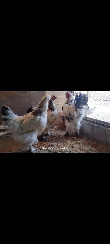 Light Columbian bharama chick available 0