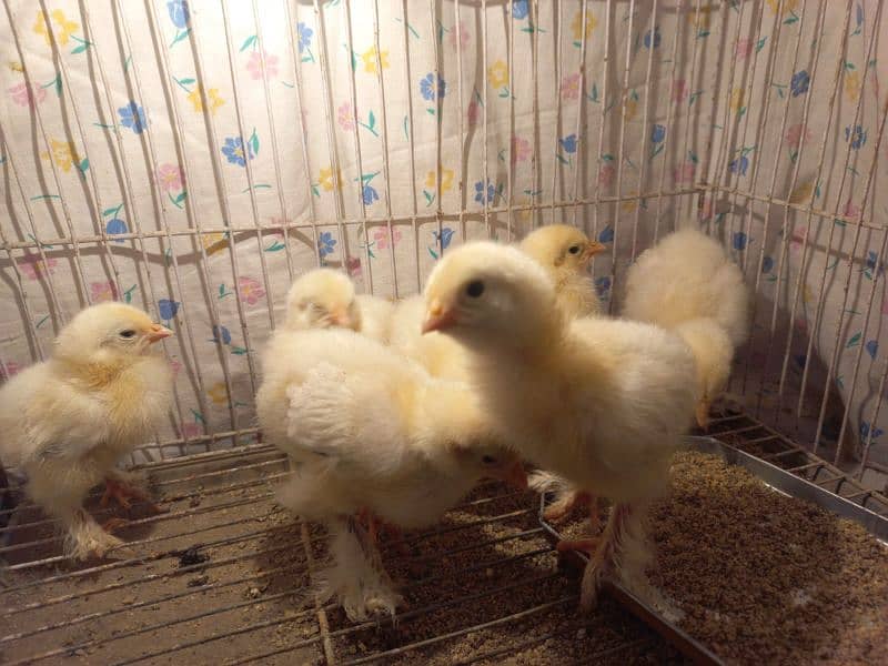 Light Columbian bharama chick available 3