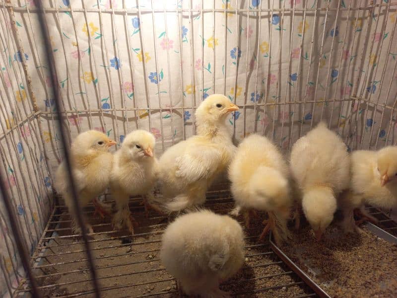 Light Columbian bharama chick available 4