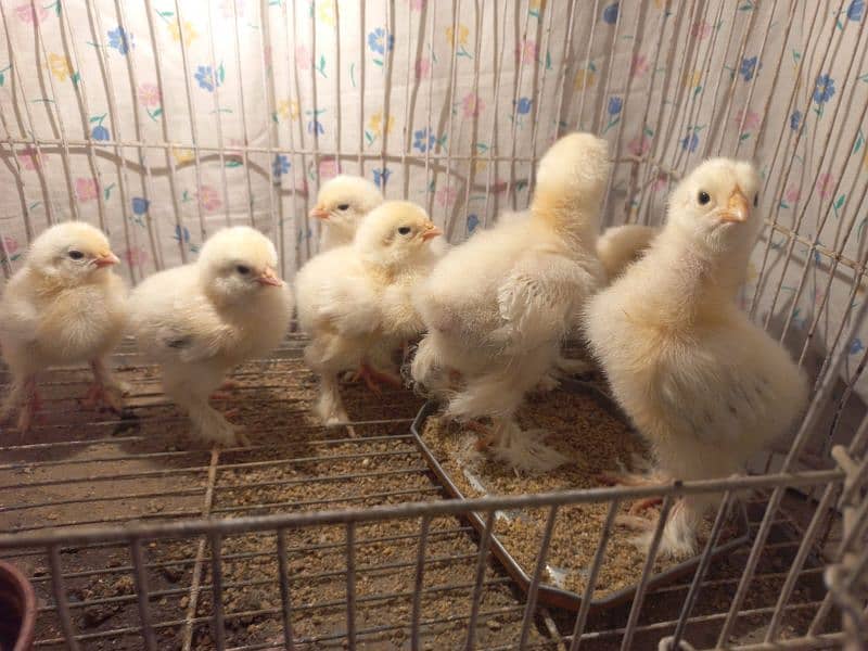 Light Columbian bharama chick available 5