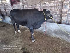 khoobsoorat Bachray_Bull_Vachay_Wairay_Cow for Sale,All 2 teeth