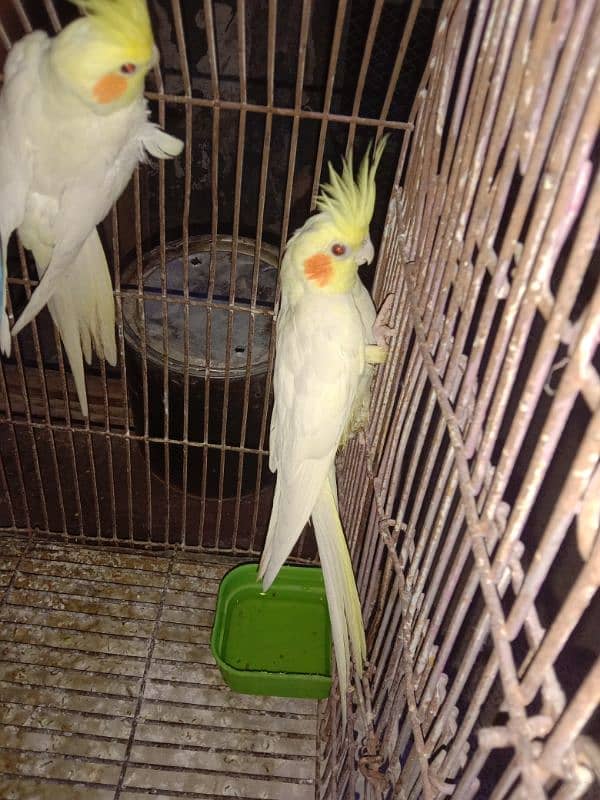 ceremo cockatiel red eye 1