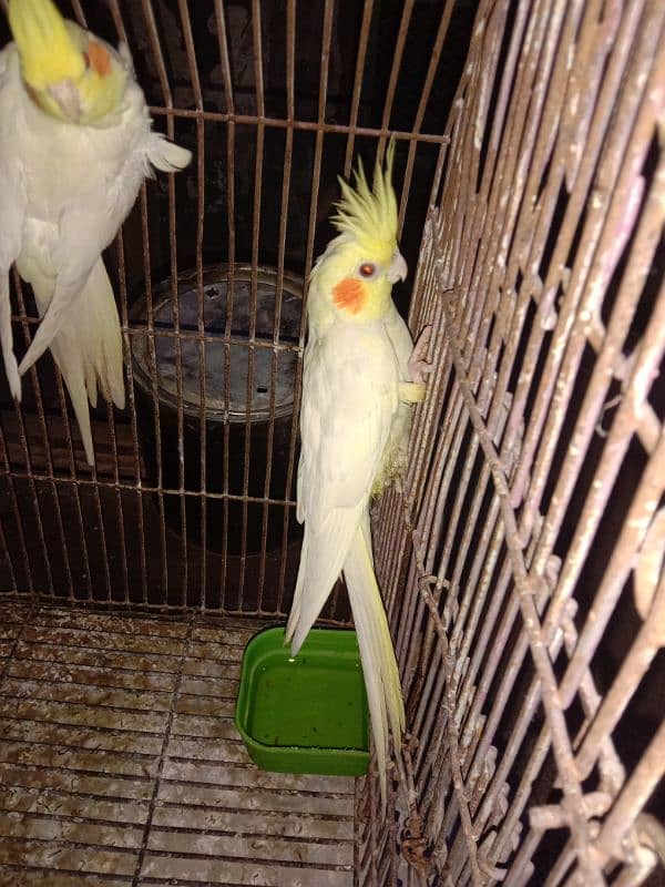 ceremo cockatiel red eye 5