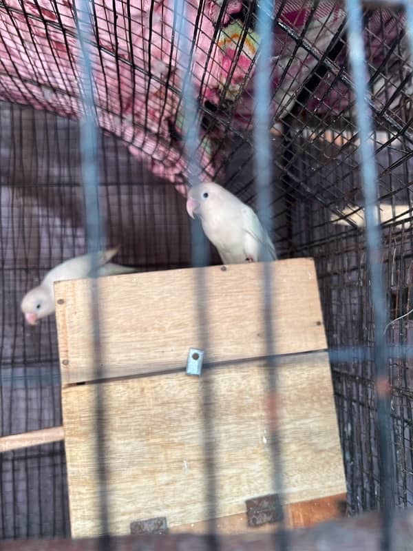 Albino bereeder pairs for Sal ha urgent 4