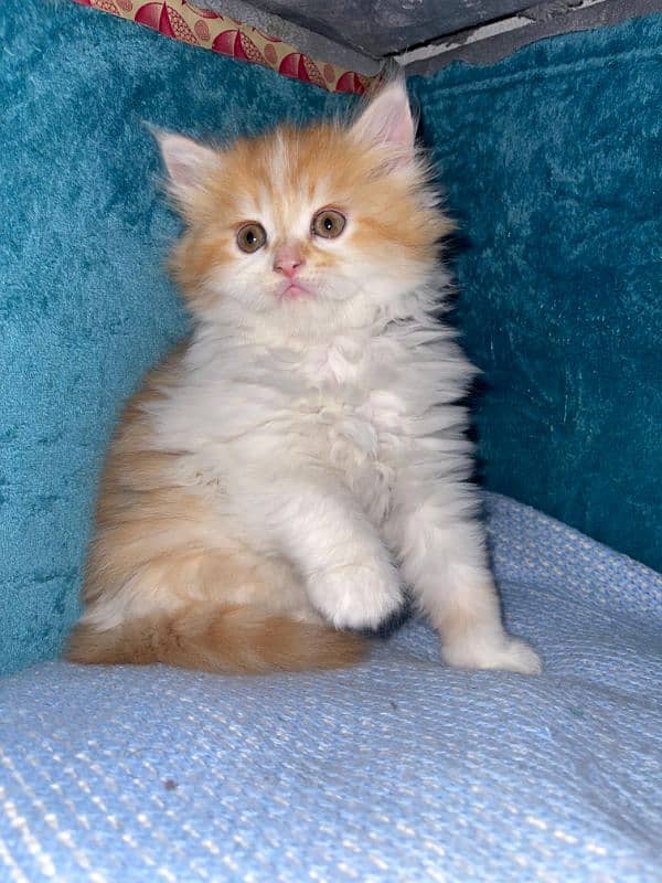 5 Persian Kittens for Sale(1.5 Months Age, Litter trained) 0