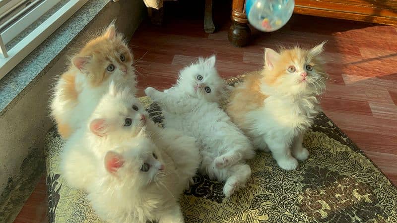 5 Persian Kittens for Sale(1.5 Months Age, Litter trained) 2