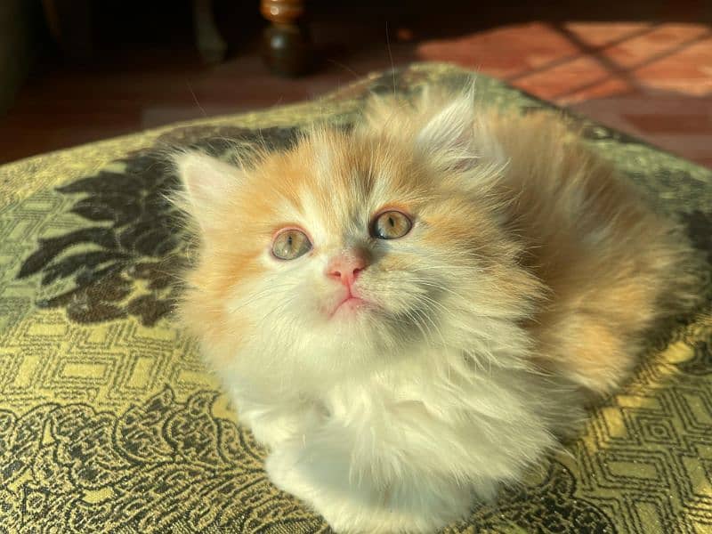 5 Persian Kittens for Sale(1.5 Months Age, Litter trained) 3